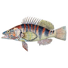 Plate showing a painted comber (Serranus scriba), a marine fish in the family Serranidae