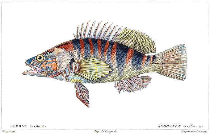 Plate showing a painted comber (Serranus scriba), a marine fish in the family Serranidae