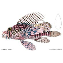 Plate showing a red Lionfish (Pterois volitans), a venimous fish in the family Scorpaenidae