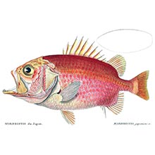 Straighthead soldierfish (Ostichthys archiepiscopus), a fish in the family Holocentridae