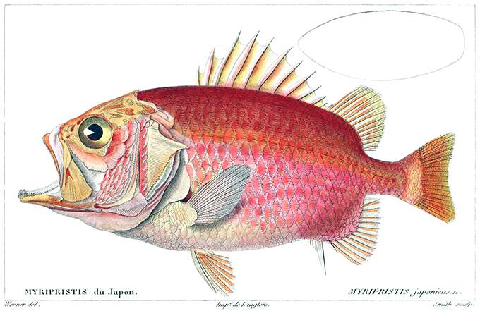 Straighthead soldierfish (Ostichthys archiepiscopus), a fish in the family Holocentridae
