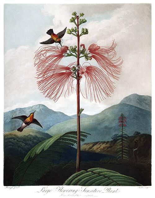 View of blooming Calliandra houstoniana in a hilly landscape with fluttering hummingbirds