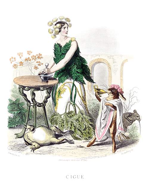 Hemlock is depicted as a woman using a pestle and mortar as a frog lies dead at her feet