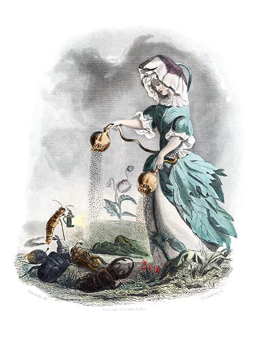 An opium poppy is depicted as a woman sprinkling poppy seeds from seedpods over insects