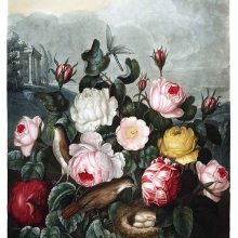 A large bunch of roses of various species and colors is busy with birds and insects