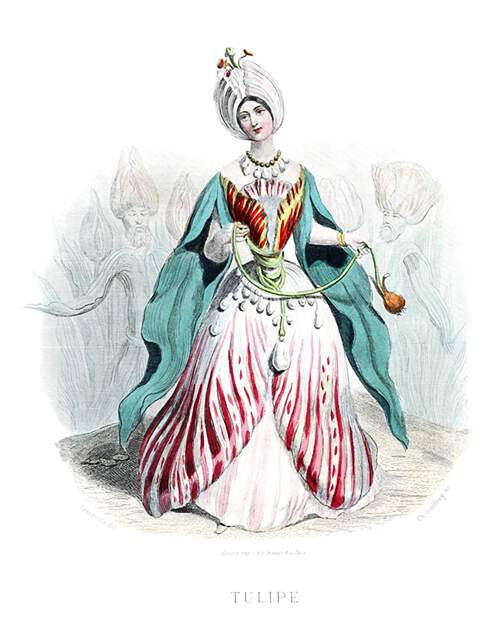 A tulip is depicted as a woman wearing a turban and pearls hanging from her belt