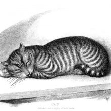 A tabby cat is fast asleep on a ledge