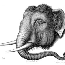 Three-quarter view of the head of an Asian elephant