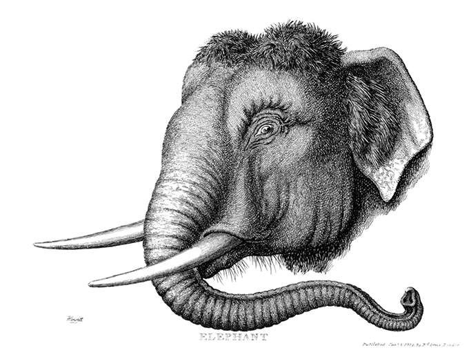 Three-quarter view of the head of an Asian elephant