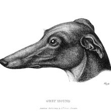 Side view of a greyhound's head on white background