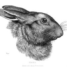 Side view of a hare’s head on white background
