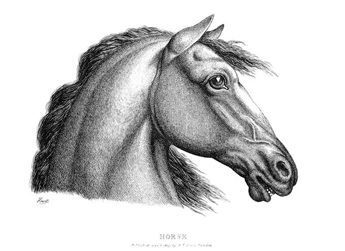 Side view of a horse's head on white background