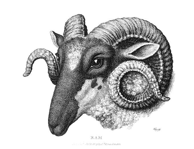 Three-quarter view of a ram's head showing prominent spiral-shaped horns