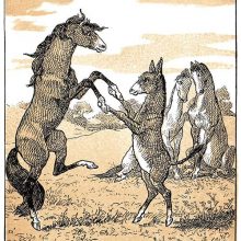A mare and a donkey are dancing together in a pasture standing on their hind legs