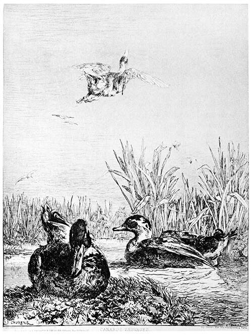 Ducks are seen from a low point of view going about a pond surrounded by rushes