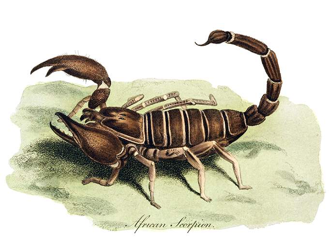 Plate showing a scorpion, an arachnid in the family Scorpionidae, on a patch of moss or grass