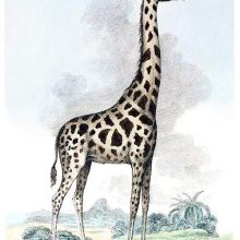 A Nubian giraffe (Giraffa camelopardalis camelopardalis) is seen from the side in the savannah