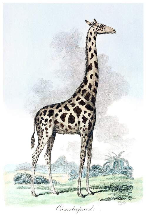 A Nubian giraffe (Giraffa camelopardalis camelopardalis) is seen from the side in the savannah