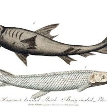 Plate showing a hammerhead shark and a longnose gar (Lepisosteus osseus)