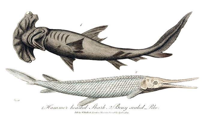 Plate showing a hammerhead shark and a longnose gar (Lepisosteus osseus)