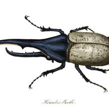 Plate showing a male Hercules beetle, a tropical insect in the Scarabaeidae family