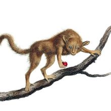A Pygmy mouse lemur can be seen on a branch holding a fruit and looking at the viewer