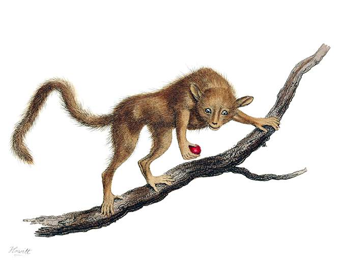 A Pygmy mouse lemur can be seen on a branch holding a fruit and looking at the viewer