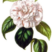 Grande Duchessa D'Estruria is an Italian-raised cultivar of Camellia japonica