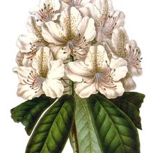 Flower cluster of Rhododendron carneum elegantissimum, a flowering plant in the family Ericaceae