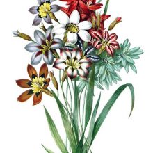 Bunch of flowers including species or varieties of the genera Ixia and Sparaxis