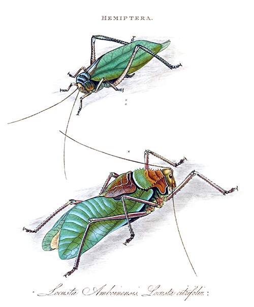 Arachnacris amboinensis and Cnemidophyllum citrifolium, two insects in the family Tettigoniidae