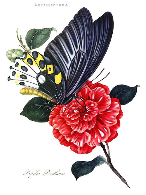 Plate showing Ornithoptera priamus on the blossom of a red flower