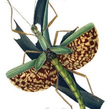 Plate showing Phasma gigas eating leaves