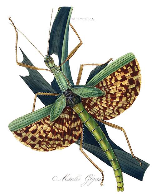 Plate showing Phasma gigas eating leaves