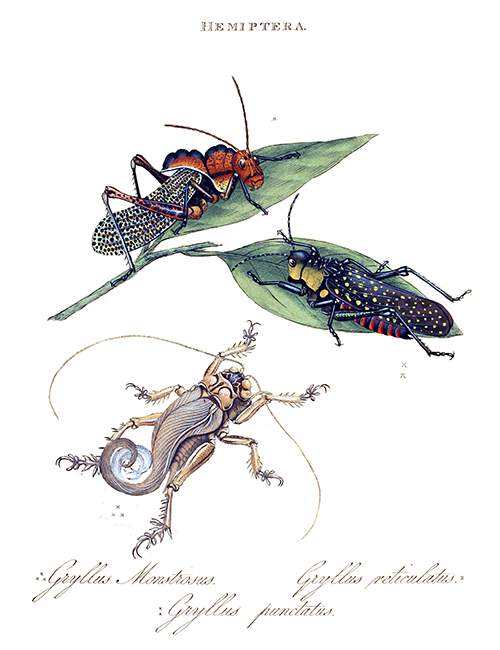 Plate showing Homoeogryllus venosus, Aularches miliaris, and Schizodactylus monstrosus