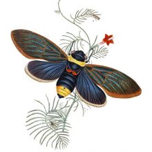 Plate showing Zedochir lineatus, Tacua speciosa, and Pyrilla perpusilla