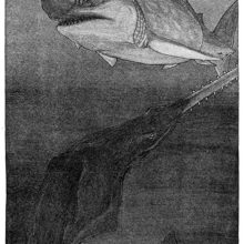 A shark swims in mid-waters as a sawfish appears beneath it