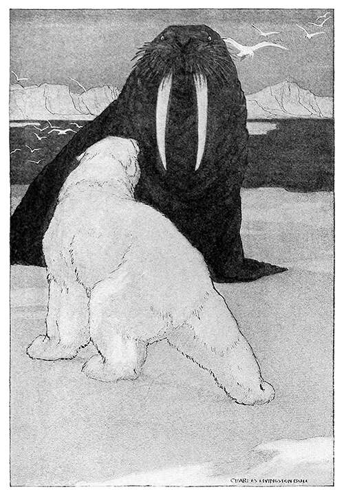 A walrus and a polar bear face each other on an ice field while assuming bellicose postures