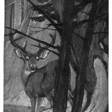 A stag is seen from behind trees, turning its head around to look toward the viewer