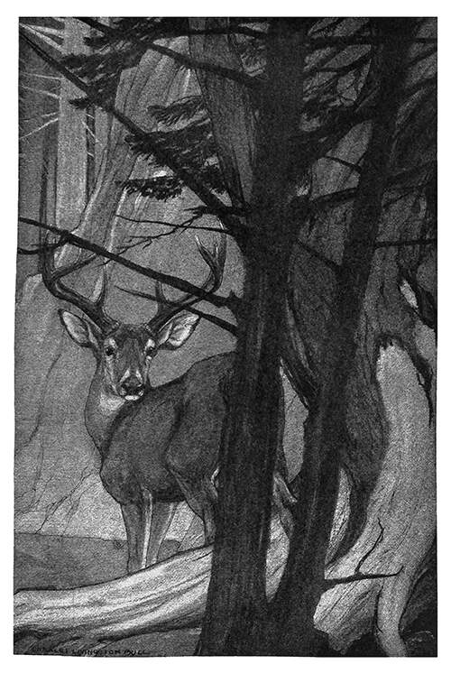 A stag is seen from behind trees, turning its head around to look toward the viewer