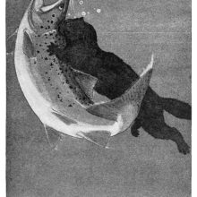A mink is fighting underwater a fish larger than itself, biting the back of its head