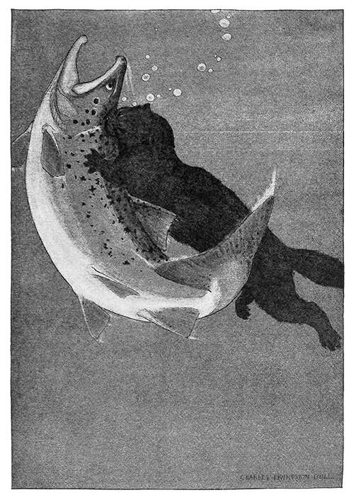 A mink is fighting underwater a fish larger than itself, biting the back of its head