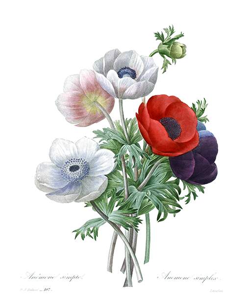 Stipple engraving showing a bunch of Anemone coronaria of mixed colors