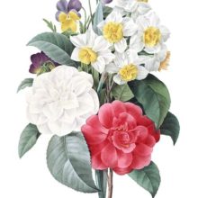 Stipple engraving showing a bunch of flowers made of camellias, pansies, and narcissuses