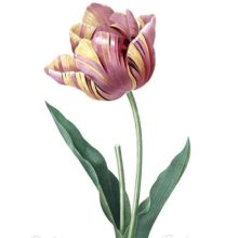 Stipple engraving from a watercolor original showing a pink tulip streaked with yellow