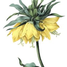 Fritillaria imperialis, a plant in the family Liliaceae grown for its ornamental qualities