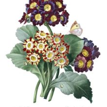 Stipple engraving showing leaves and umbels of Primula auricula of various colors