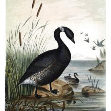 View of a black brant standing on the bank of an inlet grown with reeds