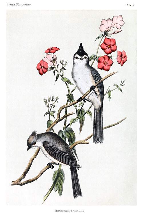 A male and a female black-crested titmouse are sitting on the branches of a red-flowered shrub