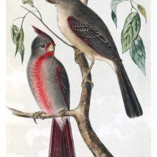 A male and a female desert cardinal are sitting on the branch of a deciduous tree